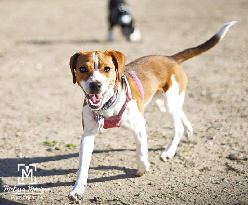 Animal Shelter Inc aka Sterling Shelter Reviews and Ratings Sterling