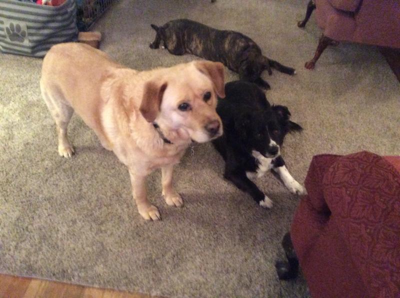 paws for life near me