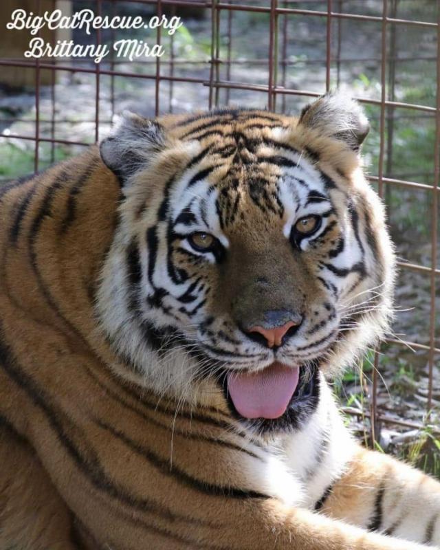 Big Cat Rescue, Corp. Reviews and Ratings Tampa, FL Donate, Volunteer, Review GreatNonprofits