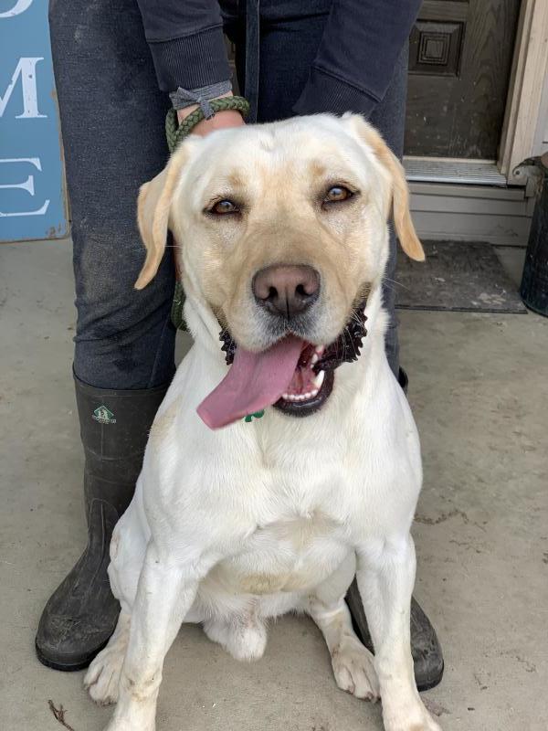 Lucky Lab Rescue Inc Reviews and Ratings Lewisville, IN Donate