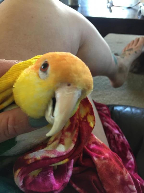 Home At Last Parrot Sanctuary Reviews and Ratings Dayton, NV Donate