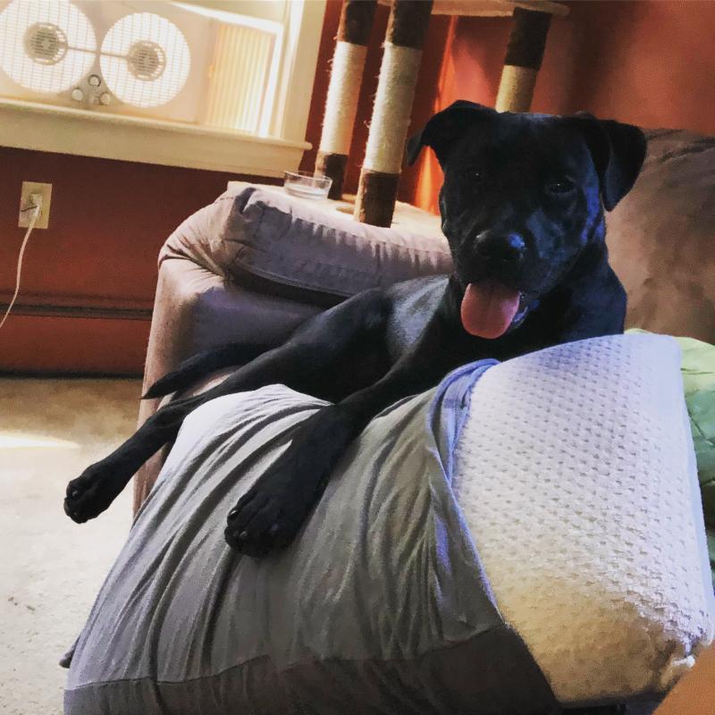 Second Chance Animal Services Inc FKA Second Chance Animal Shelter Inc