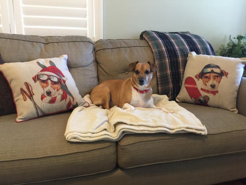 Animal Shelter Inc aka Sterling Shelter Reviews and Ratings Sterling