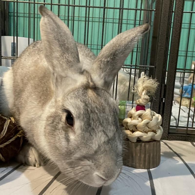 Long Island Rabbit Rescue Group Reviews and Ratings , NY Donate