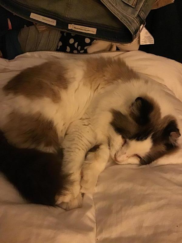 Tenth Life Cat Rescue Reviews and Ratings Saint Louis, MO Donate