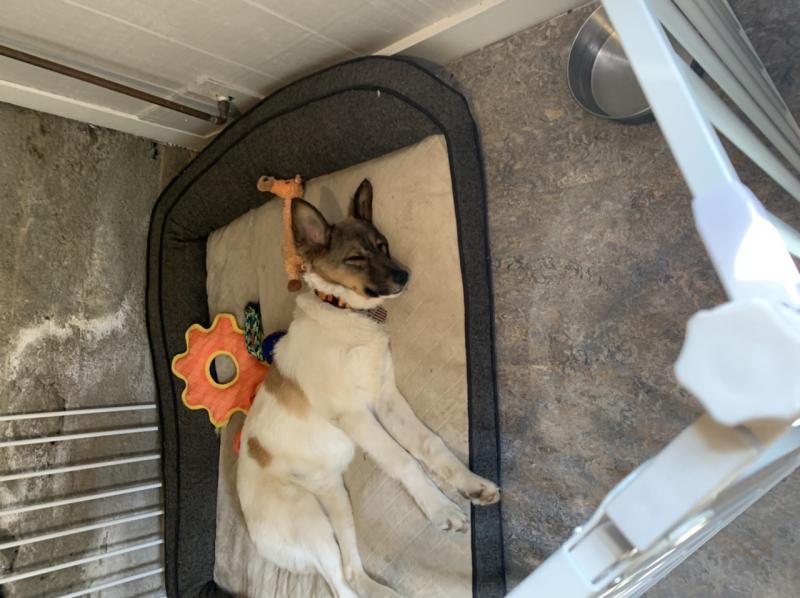 SPCA International Reviews and Ratings New York, NY Donate