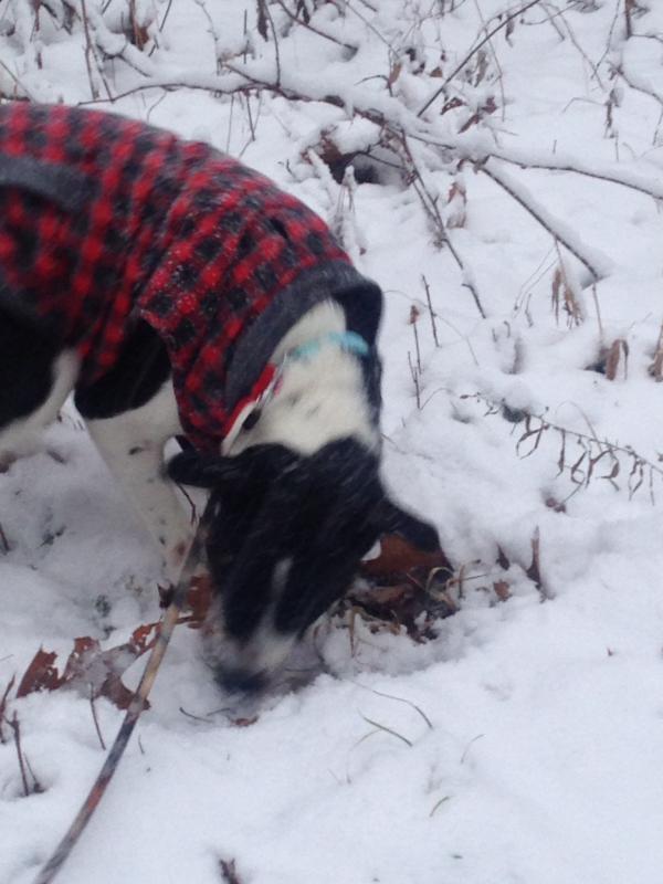 Second Chance Animal Services Inc FKA Second Chance Animal Shelter Inc