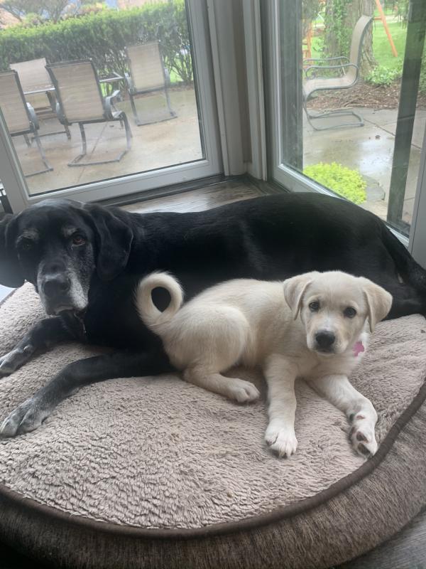 good karma pet rescue volunteer website