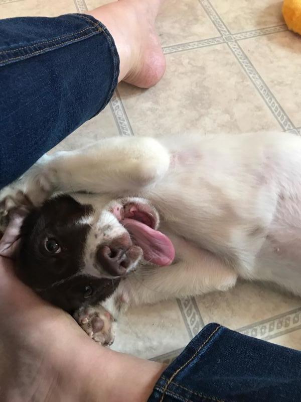 Second Chance Animal Services Inc FKA Second Chance Animal Shelter Inc