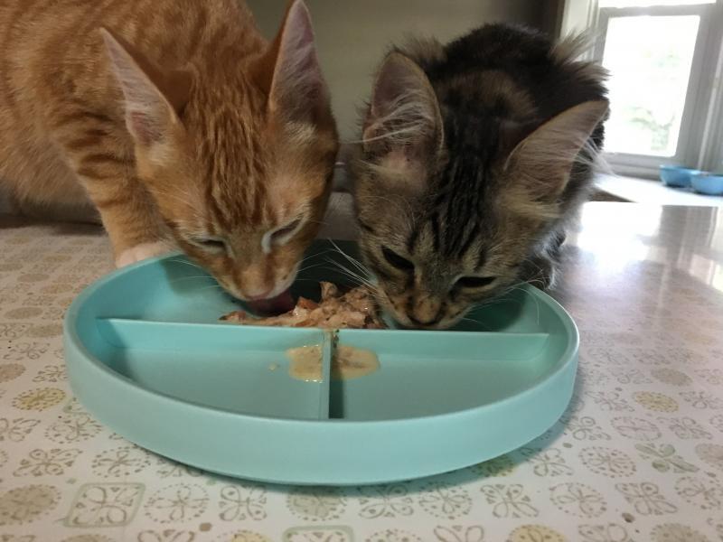 Animal Shelter Inc aka Sterling Shelter Reviews and Ratings Sterling