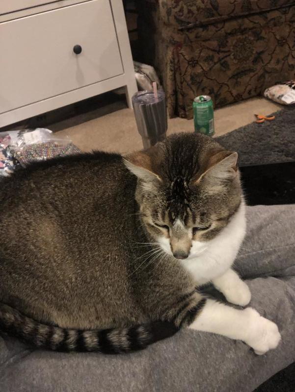 Mercer Island Eastside Orphans & Waifs (aka MEOW Cat Rescue) Reviews and Ratings Kirkland, WA