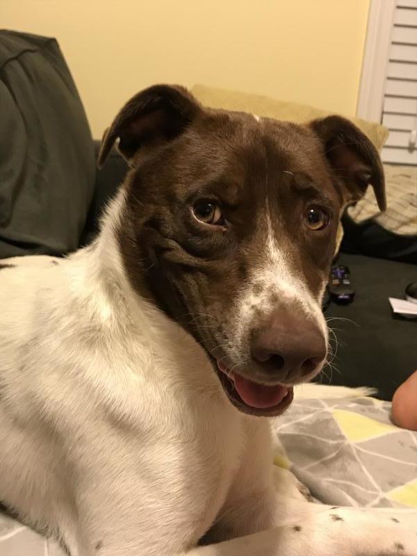 Second Chance Animal Services Inc FKA Second Chance Animal Shelter Inc