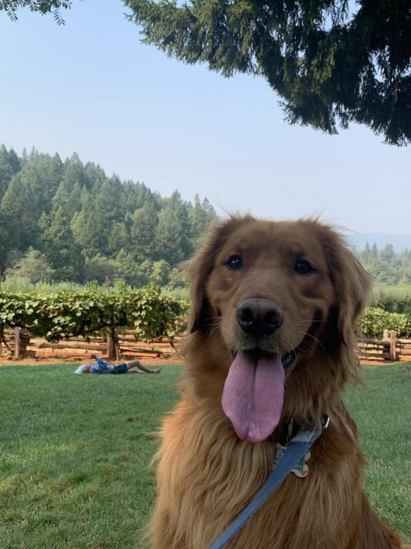 Goldens Without Borders Inc Reviews and Ratings Las Vegas, NV