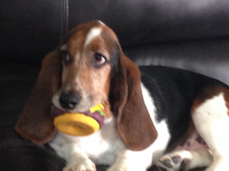 North Texas Basset Hound Rescue Reviews and Ratings Grapevine, TX Donate, Volunteer, Review