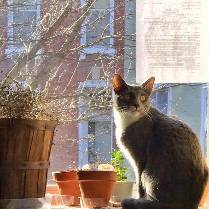 Tenth Life Cat Rescue Reviews and Ratings Saint Louis, MO Donate