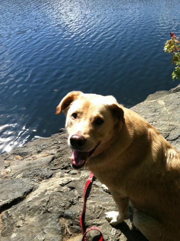 Animal Shelter Inc aka Sterling Shelter Reviews and Ratings Sterling