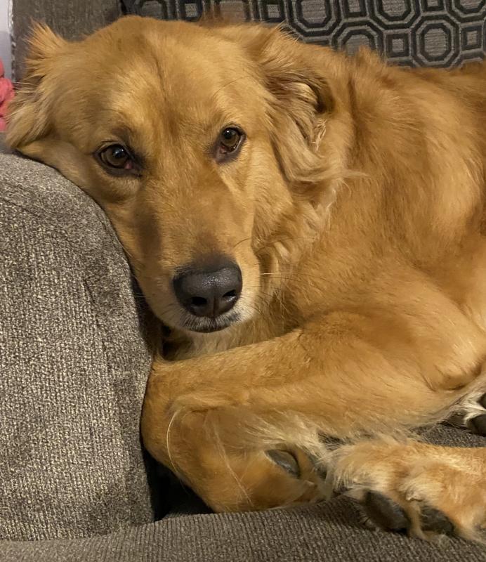 Animal Shelter Inc aka Sterling Shelter Reviews and Ratings Sterling