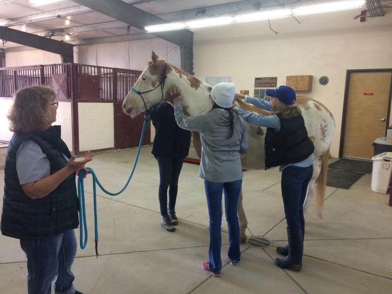 Colorado Horse Rescue Reviews and Ratings Longmont, CO Donate