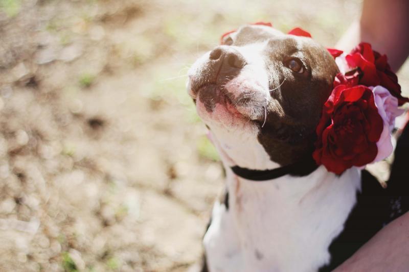 Marley's Mutts Dog Rescue Reviews and Ratings Tehachapi, CA Donate