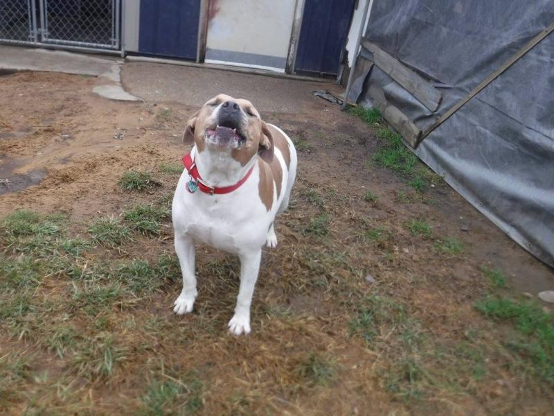 Refurbished Pets of Southern Michigan Reviews and Ratings Coldwater