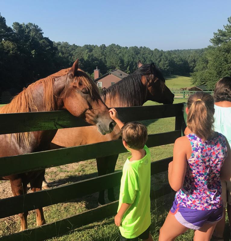 Equine Rescue of Aiken Reviews and Ratings Aiken, SC Donate