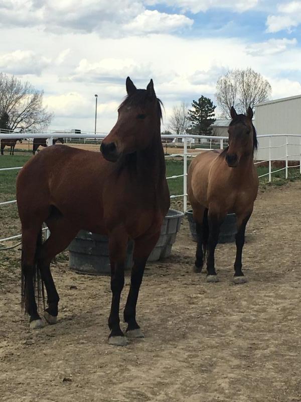 Colorado Horse Rescue Reviews and Ratings Longmont, CO Donate