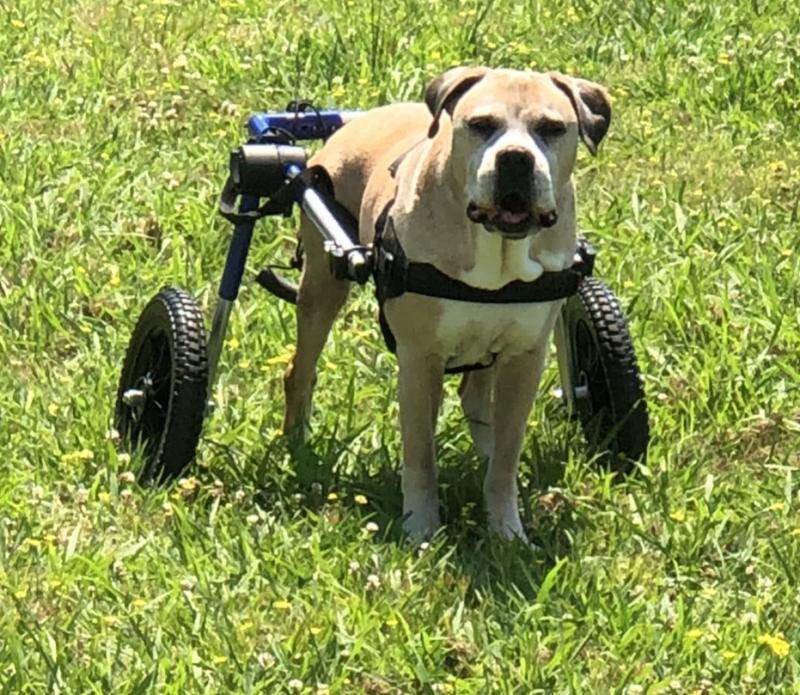 Gunnars Wheels Foundation Reviews and Ratings Strum, WI Donate