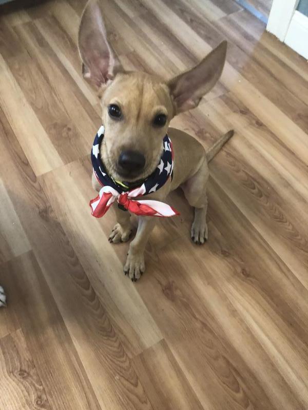 Animal Shelter Inc aka Sterling Shelter Reviews and Ratings Sterling