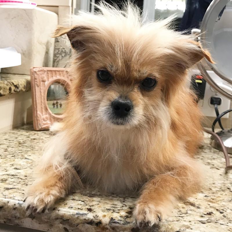 Marley's Mutts Dog Rescue Reviews and Ratings Tehachapi, CA Donate