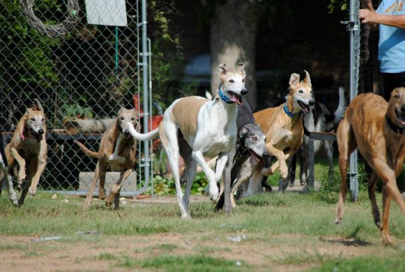 boarding kennels for greyhounds near me