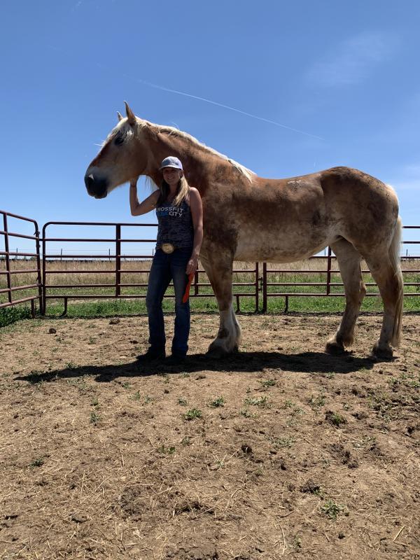 Colorado Horse Rescue Reviews and Ratings Longmont, CO Donate