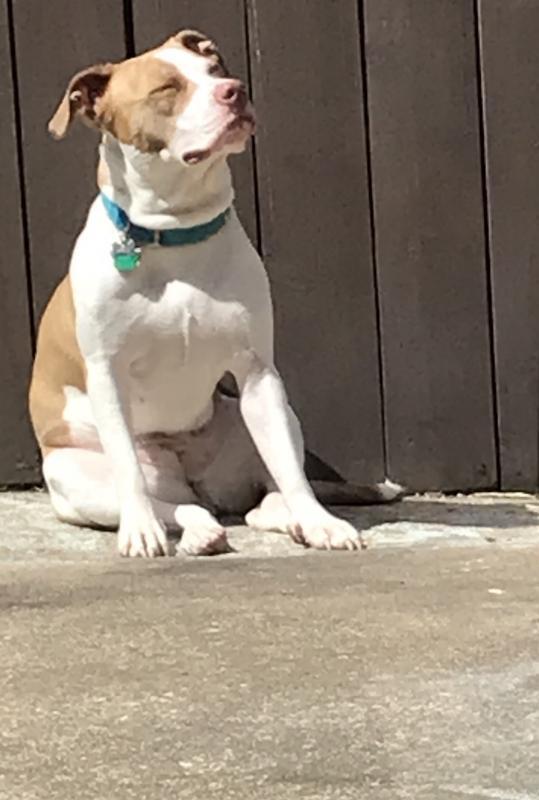 DC PAWS Rescue Reviews and Ratings | Washington, DC | Donate, Volunteer
