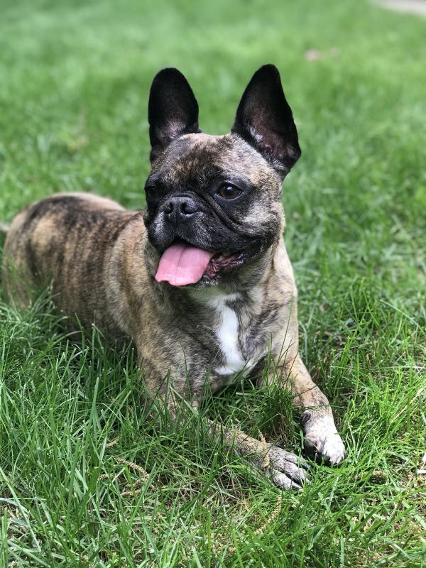 Second Chance Animal Services Inc FKA Second Chance Animal Shelter Inc