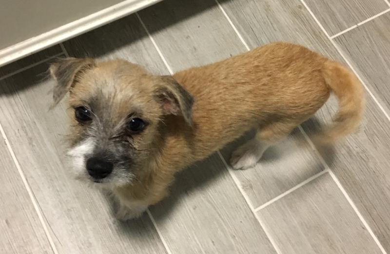 Animal Shelter Inc aka Sterling Shelter Reviews and Ratings Sterling