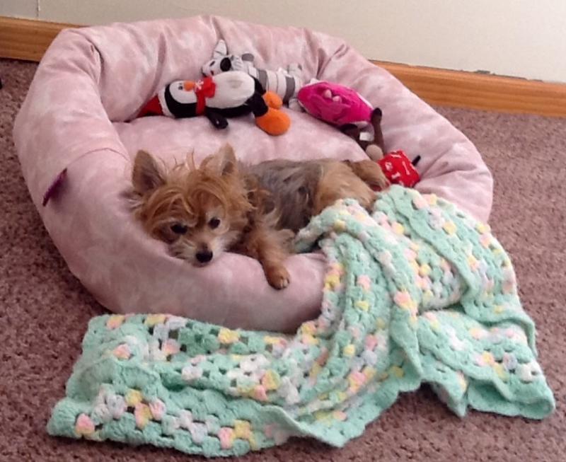 Second Chance Animal Services Inc FKA Second Chance Animal Shelter Inc