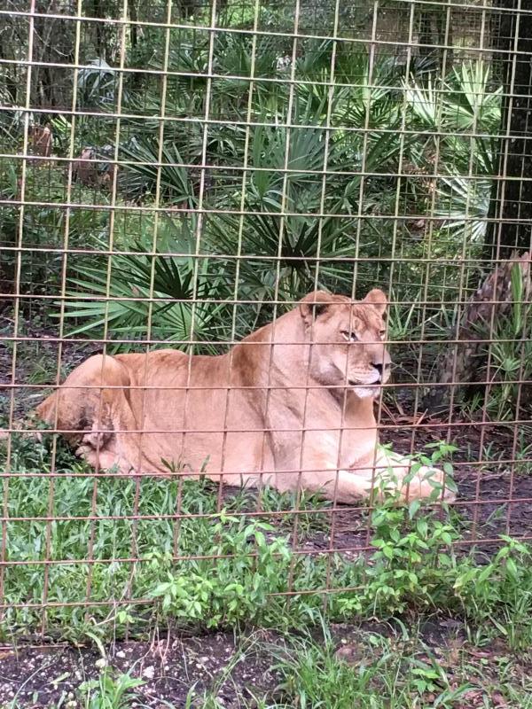 Big Cat Rescue, Corp. Reviews and Ratings Tampa, FL Donate