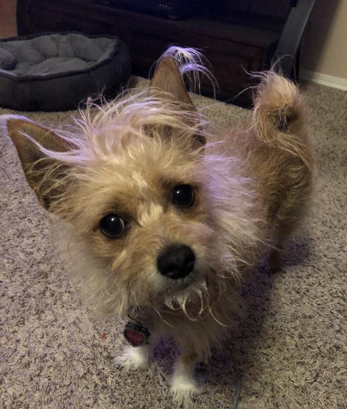 Lap Dog Rescue of New Mexico Reviews and Ratings Tijeras, NM Donate