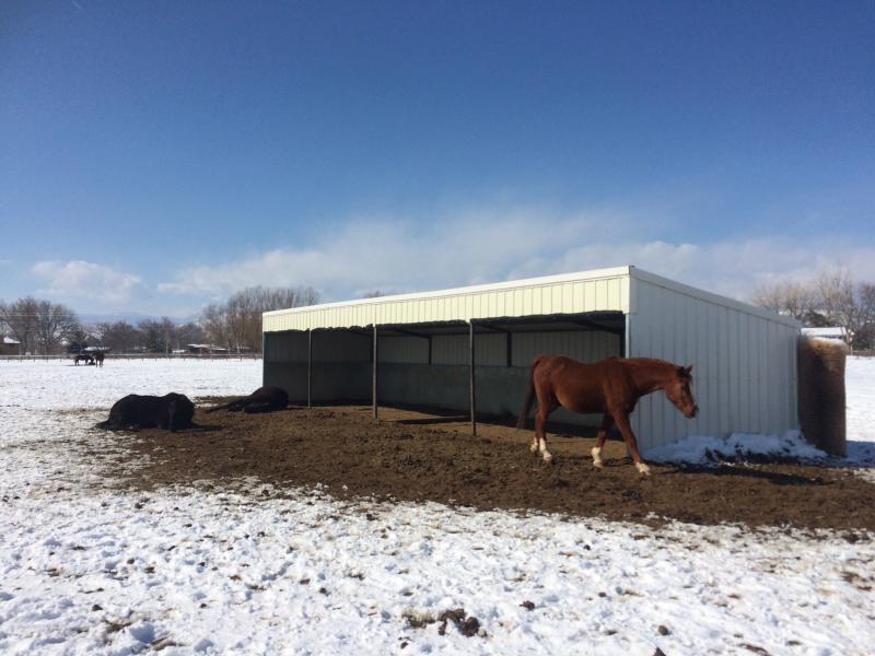 Colorado Horse Rescue Reviews and Ratings Longmont, CO Donate