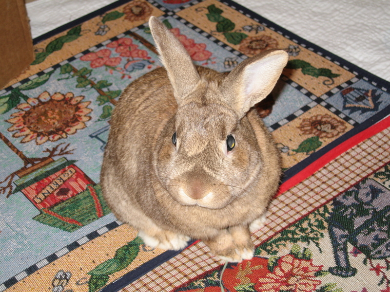 Ohio House Rabbit Rescue Inc Reviews and Ratings Columbus, OH Donate, Volunteer, Review