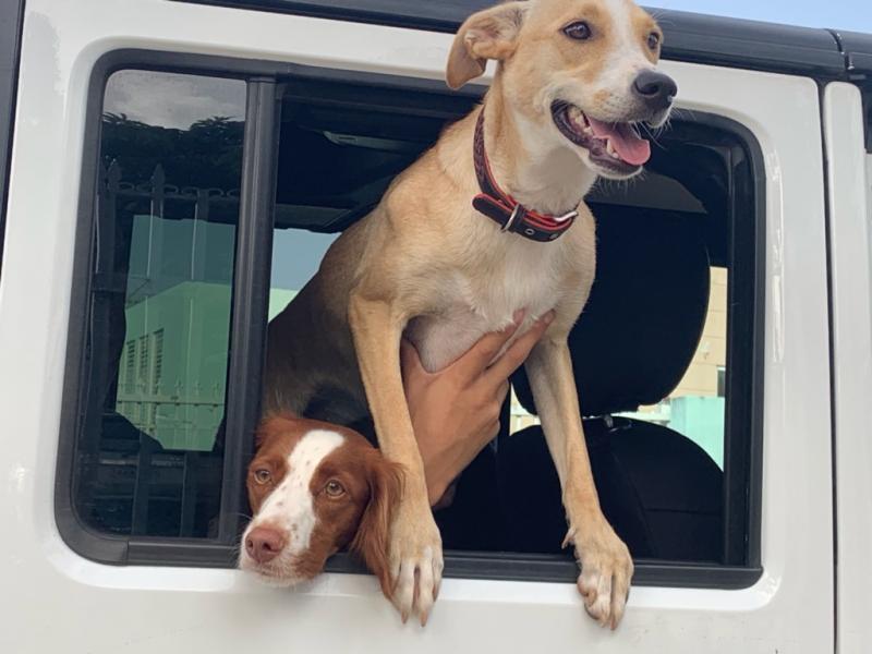 the sato project petfinder