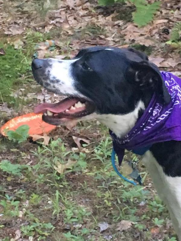 Second Chance Animal Services Inc FKA Second Chance Animal Shelter Inc