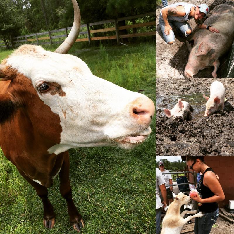 CJ Acres Animal Rescue Farm Reviews and Ratings Keystone Heights, FL
