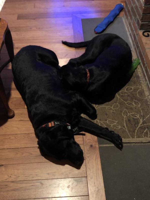 Second Chance Animal Services Inc FKA Second Chance Animal Shelter Inc