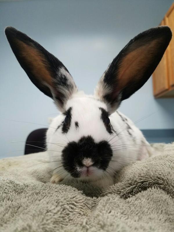 House Rabbit Society Of Chicago Reviews and Ratings Winfield, IL