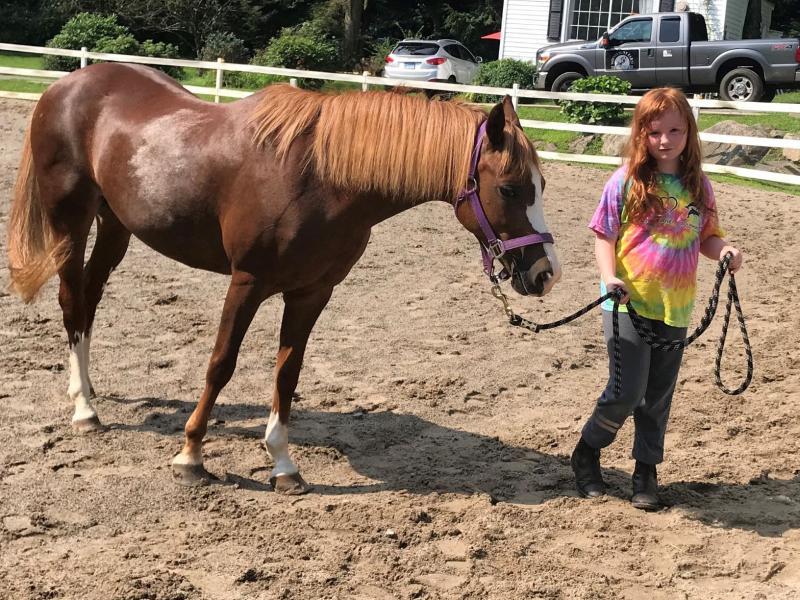 Rising Starr Horse Rescue Reviews and Ratings Redding, CT Donate