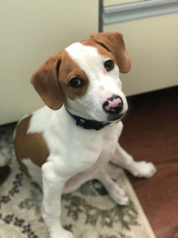 Louies Legacy Animal Rescue Reviews and Ratings