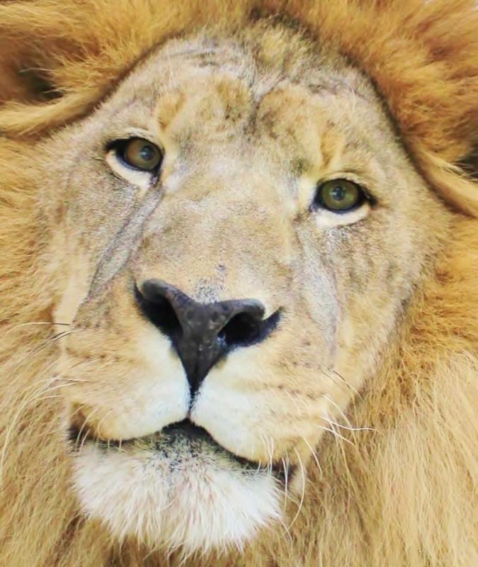 PrideRock Wildlife Refuge Reviews and Ratings Terrell, TX Donate