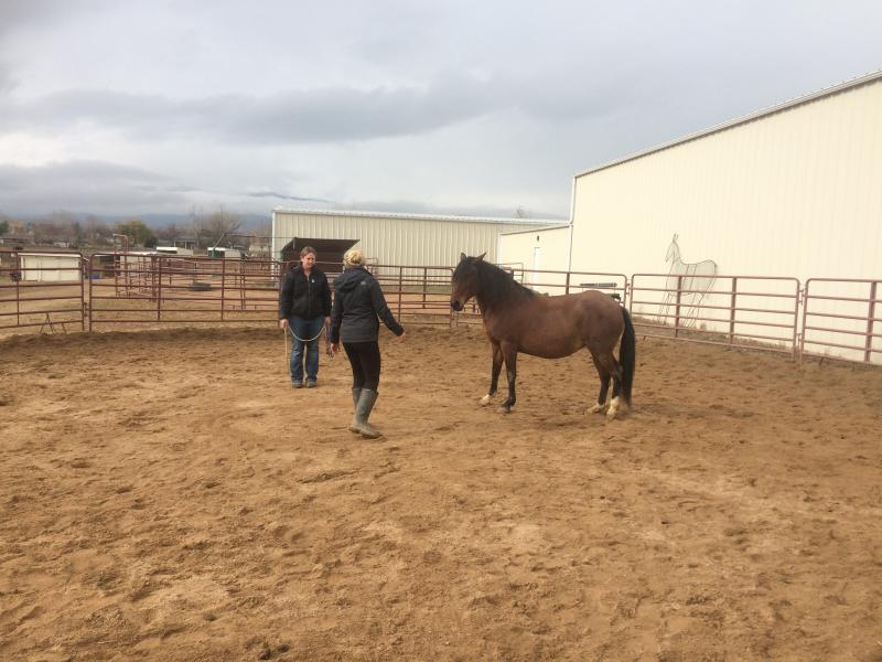 Colorado Horse Rescue Reviews and Ratings Longmont, CO Donate