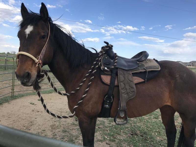 Colorado Horse Rescue Reviews and Ratings Longmont, CO Donate