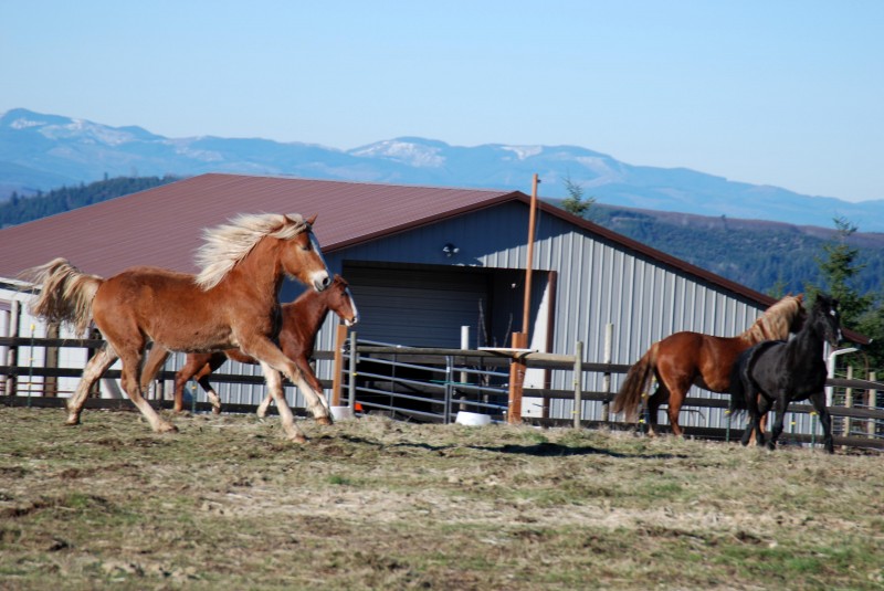 Wind Haven Horse Rescue Reviews and Ratings Toutle, WA Donate, Volunteer, Review